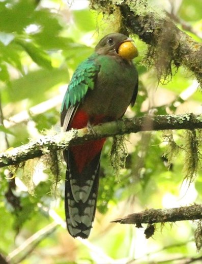 Bird of the Trip: White-tipped Quetzal