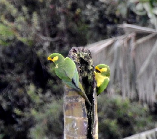 Yellow-eared parrots
