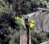 Yellow-eared parrots: by vagabonds3, Views[288]