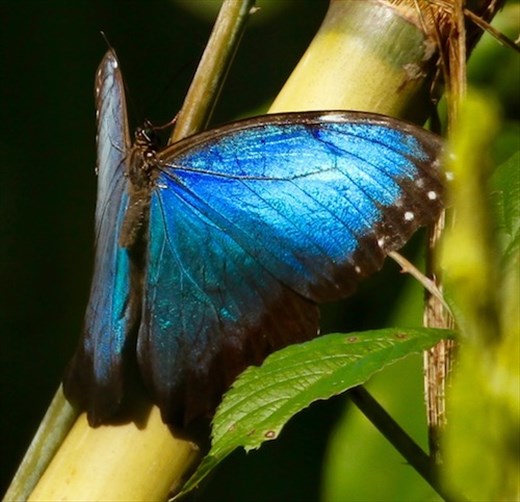 Blue morpho butterfly