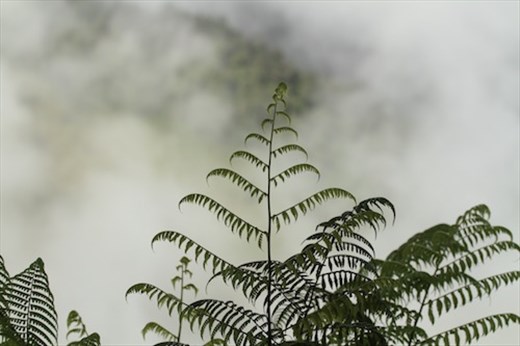 Ferns in the clouds