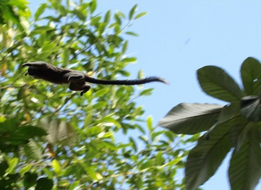 Flying tamarind