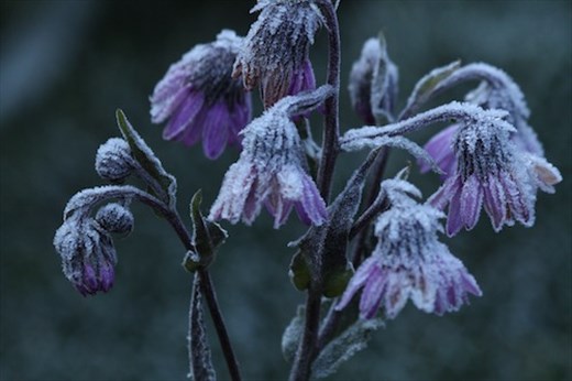 Frosty flowers, Los Nevados National Park