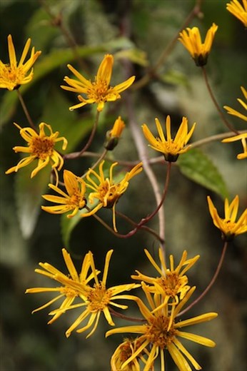 Hummingbirds love it