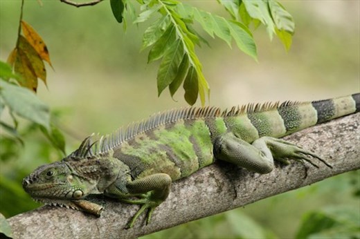 Iguana