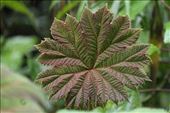 Leaf: by vagabonds3, Views[352]