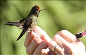 Rainbow bearded thornbill on Connie's hand: by vagabonds3, Views[470]