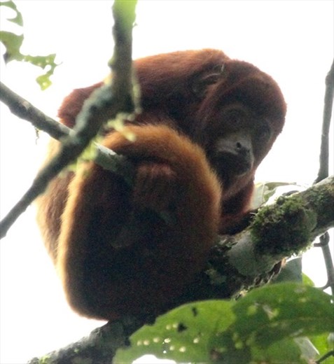 Red howler monkey