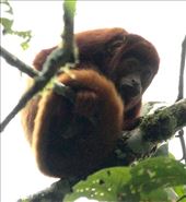 Red howler monkey: by vagabonds3, Views[431]