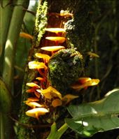 Forest mushrooms: by vagabonds3, Views[386]