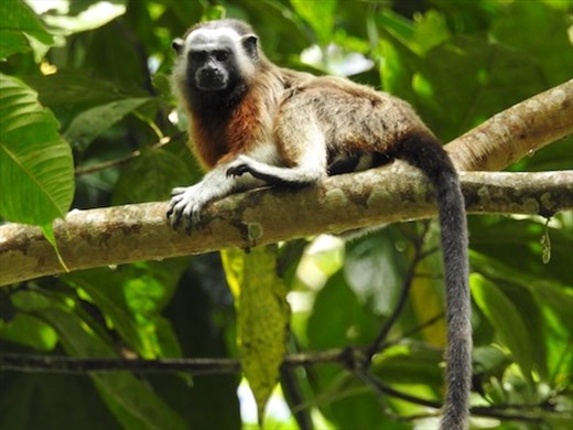 Silvery-handed tamarind