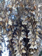 Cold monarch butterflies, Pismo Butterfly Grove: by vagabonds3, Views[230]