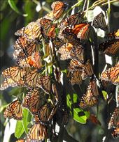 Monarchs in the sun, Pismo Butterfly Grove: by vagabonds3, Views[740]