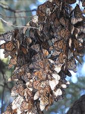 Monarch butterlies, Pismo Butterfly Grove: by vagabonds3, Views[331]