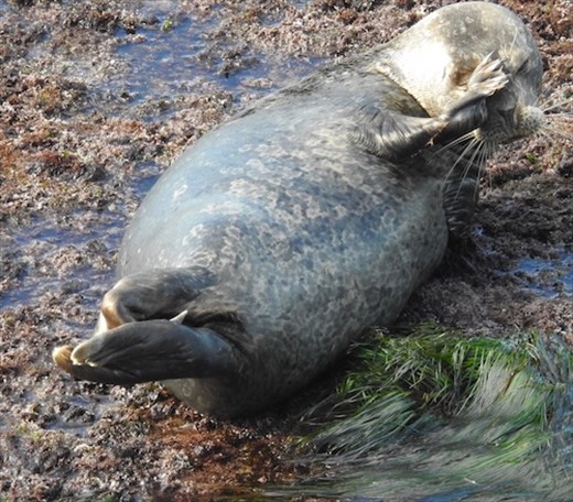 Harbor seal, La Jolla