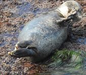 Harbor seal, La Jolla: by vagabonds3, Views[446]
