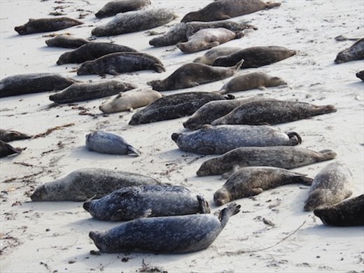 Catching some rays, La Jolla