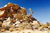 Joshua Tree National Park: by vagabonds3, Views[492]