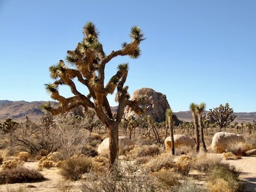 Joshua Tree at Joshua Tree NP
