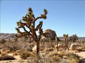 Joshua Tree at Joshua Tree NP: by vagabonds3, Views[441]