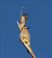 Ladderback and Gila Woodpecker, East Wetlands Park, Yuma: by vagabonds3, Views[402]