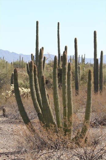 Organ Pipe Cactus, Organ Pipe Cactus National Monument