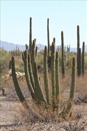 Organ Pipe Cactus, Organ Pipe Cactus National Monument: by vagabonds3, Views[410]