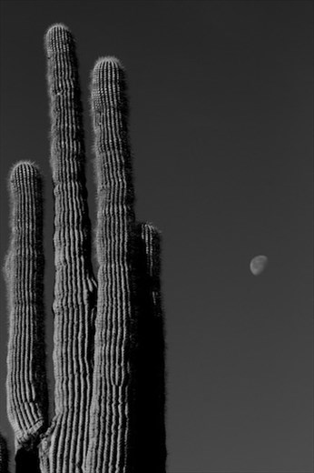 Saguaro cactus and setting moon, Organ Pipe Cactus NM