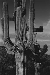 Gnarly saguaro,  Organ Pipe Cactus NM: by vagabonds3, Views[385]