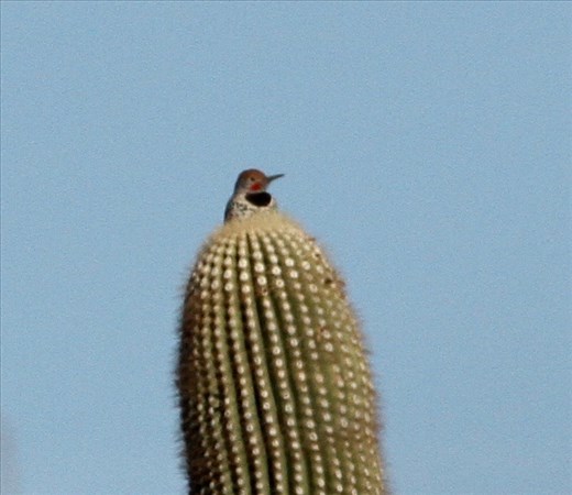 Gilded Flicker on Saguaro Cactus