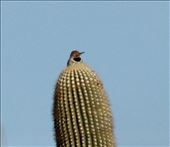 Gilded Flicker on Saguaro Cactus: by vagabonds3, Views[442]