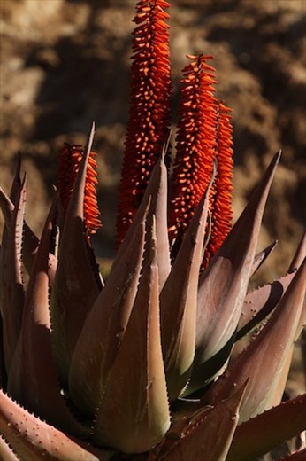 Aloe flowers, Boyce Thompson Arboretum