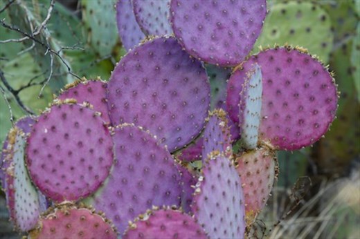 Prickly pear cactus, Boyce Thompson Arboretum