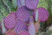 Prickly pear cactus, Boyce Thompson Arboretum: by vagabonds3, Views[505]