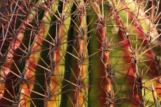 Thorns, Boyce Thompson Arboretum