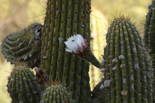 Saguaro flower, Boyce Thompson Arboretum
