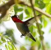 Bee Hummingbird: by vagabonds3, Views[161]