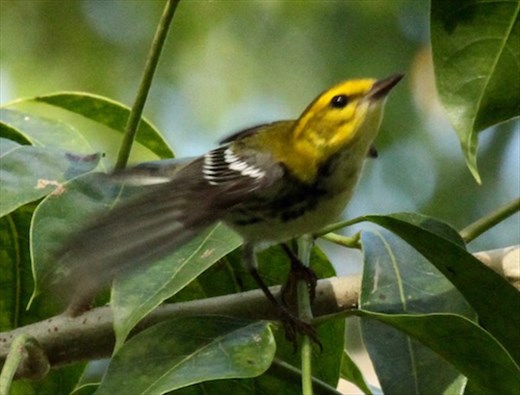 Black-throated Green Warbler