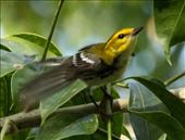 Black-throated Green Warbler: by vagabonds3, Views[184]