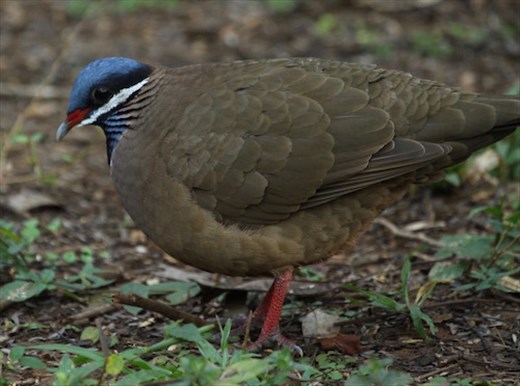 Blue-headed quail dove