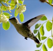 Cuban Emerald: by vagabonds3, Views[781]