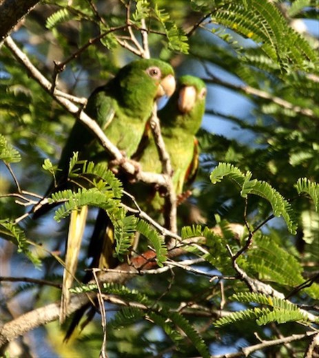 Cuban Parakeet