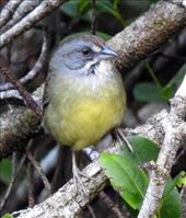 Cuban Vireo: by vagabonds3, Views[168]