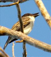 Giant Kingbird: by vagabonds3, Views[205]