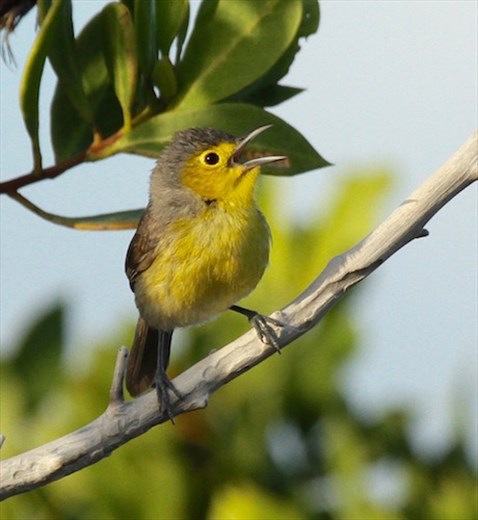 Oriente Warbler