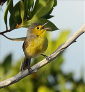 Oriente Warbler: by vagabonds3, Views[177]