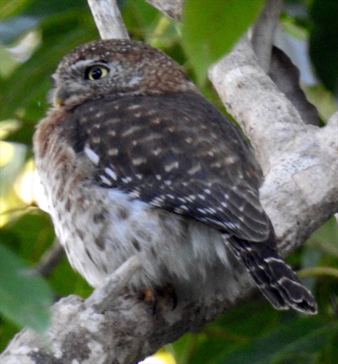 Pygmy Owl
