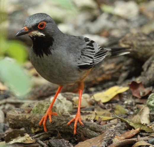Red-legged Thrush