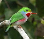 Cuban Toady: by vagabonds3, Views[861]