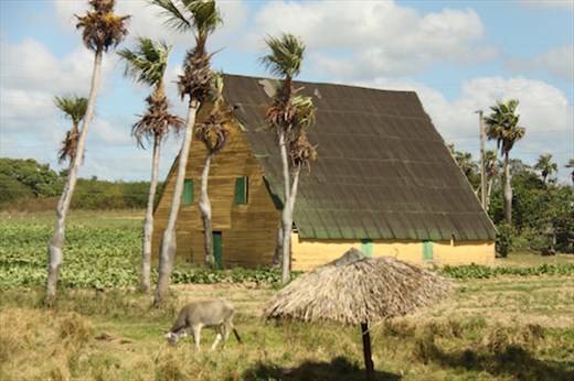 Tobacco field and barn